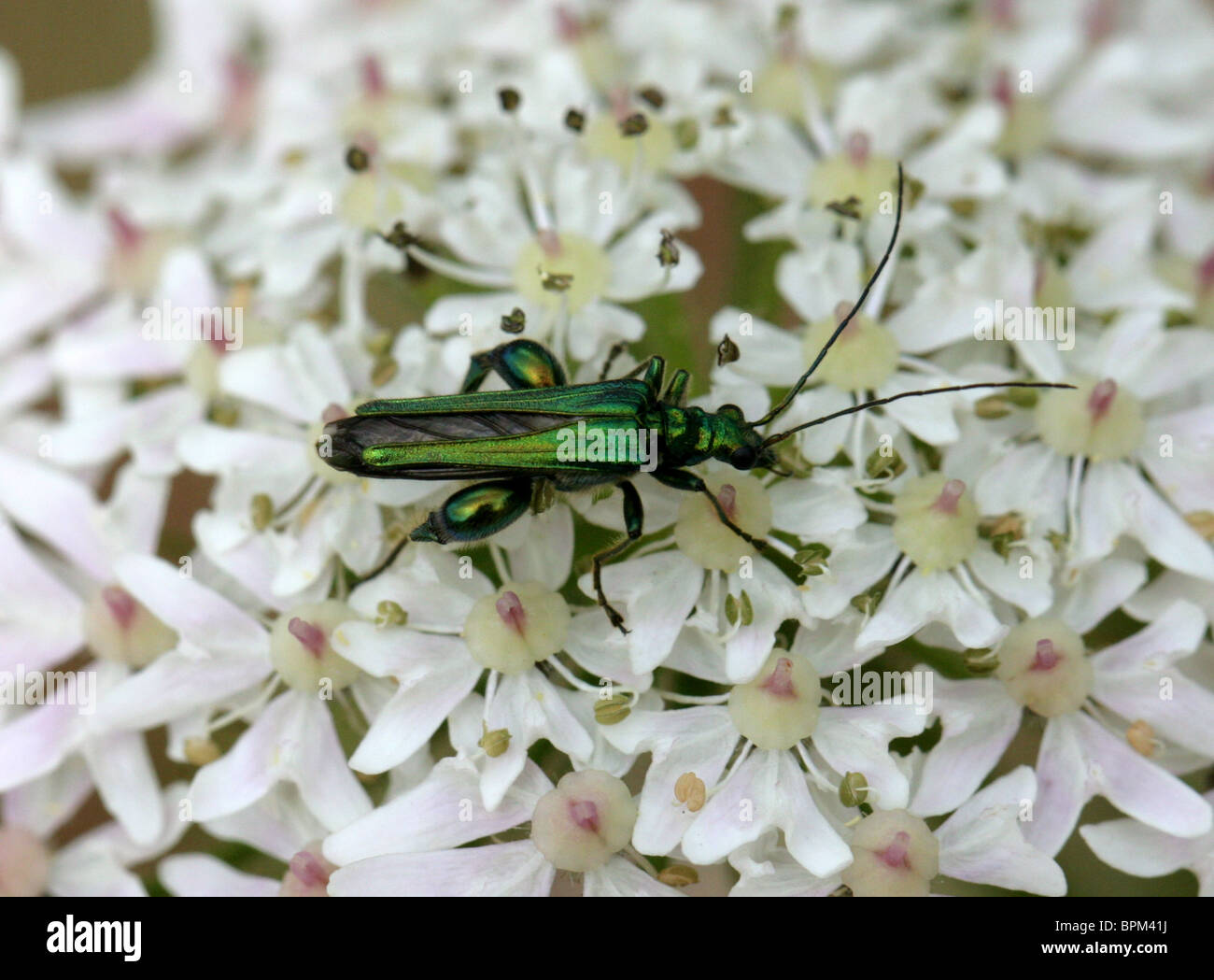 Fleur mâle pattes épaisses Beetle, Oedemera nobilis, Oedemeridae, sur la Berce du Caucase Banque D'Images