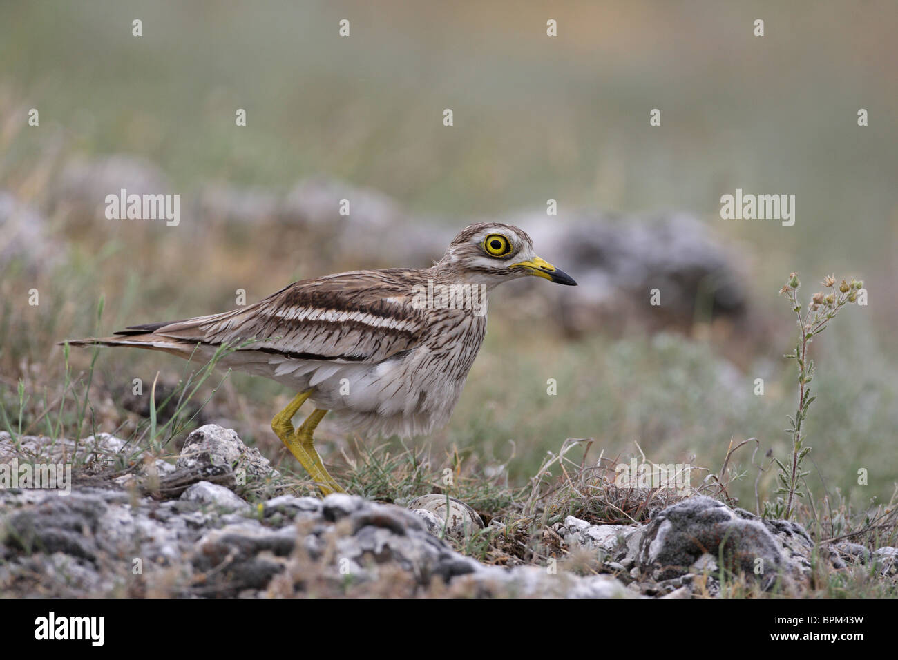 Dikkops Stone-Curlew eurasien, ou épais-genoux /Burhinus bistriatus/, Bulgarie Banque D'Images