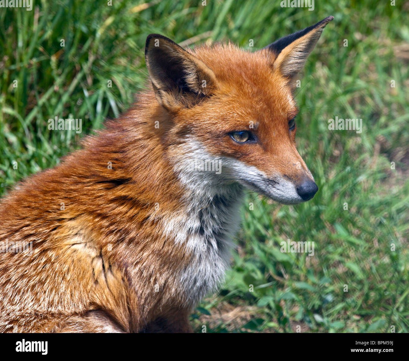 European Red Fox (Vulpes vulpes) Banque D'Images