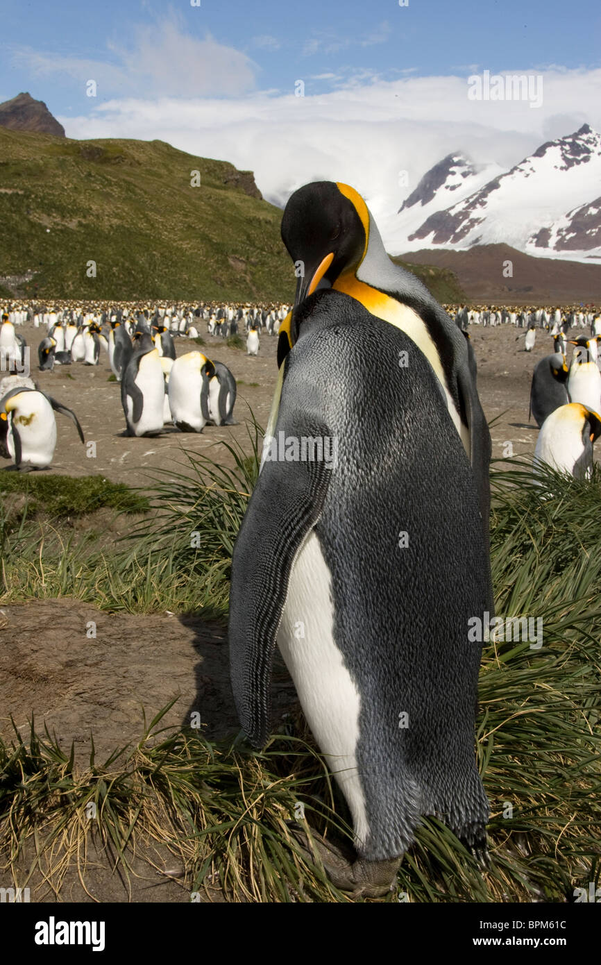 King Penguin, Aptenodytes patagonica, en colonies dans les îles Malouines, l'Antarctique. Banque D'Images