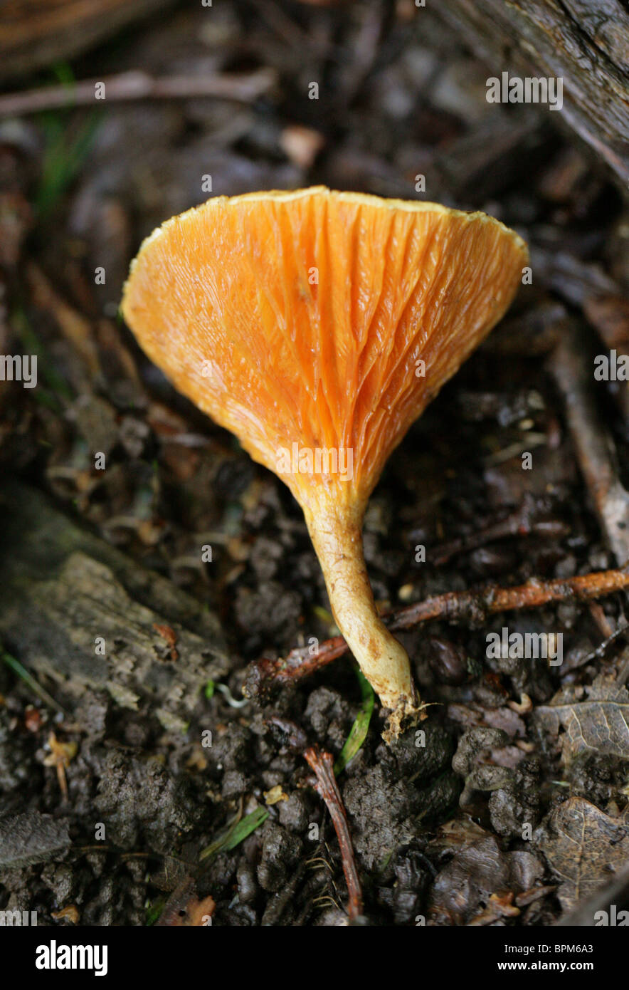 Fausse Girolle, Hygrophoropsis aurantiaca, Hygrophoropsidaceae Banque D'Images