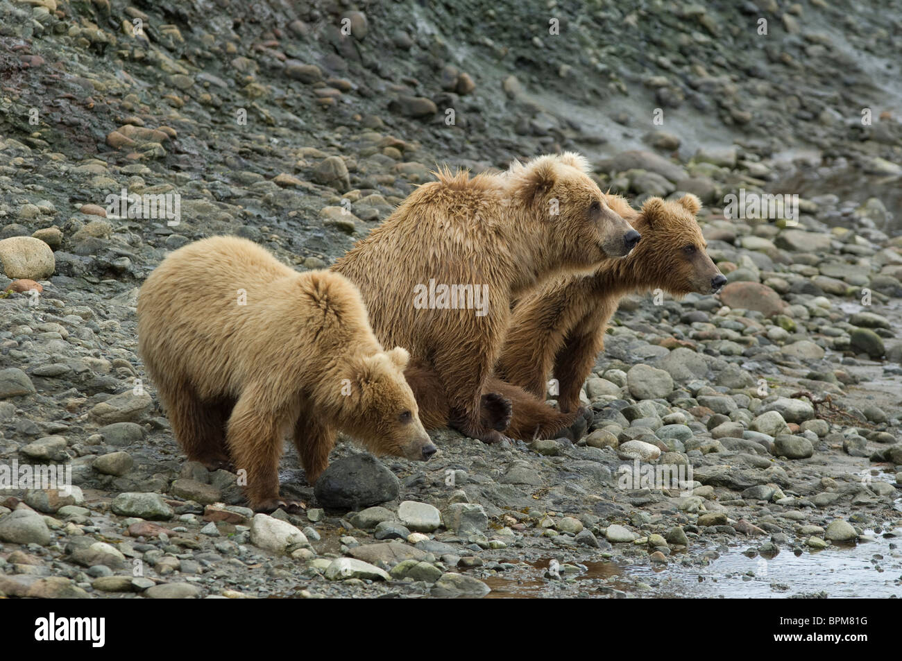 L'ours brun à la recherche d'un rivage rocheux à Katmai National Park, Alaska Banque D'Images