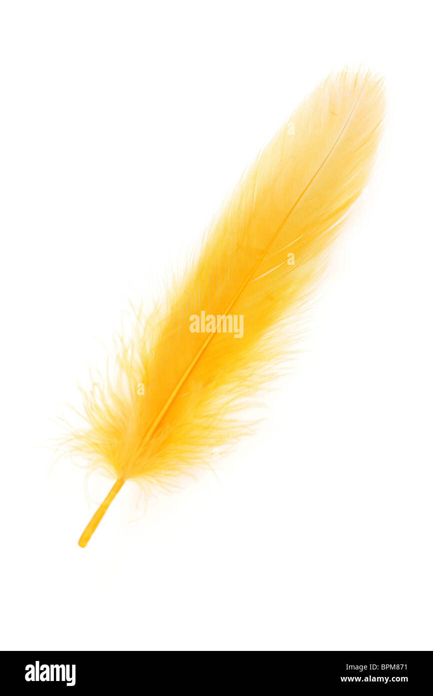 Plume jaune sur fond blanc Banque D'Images