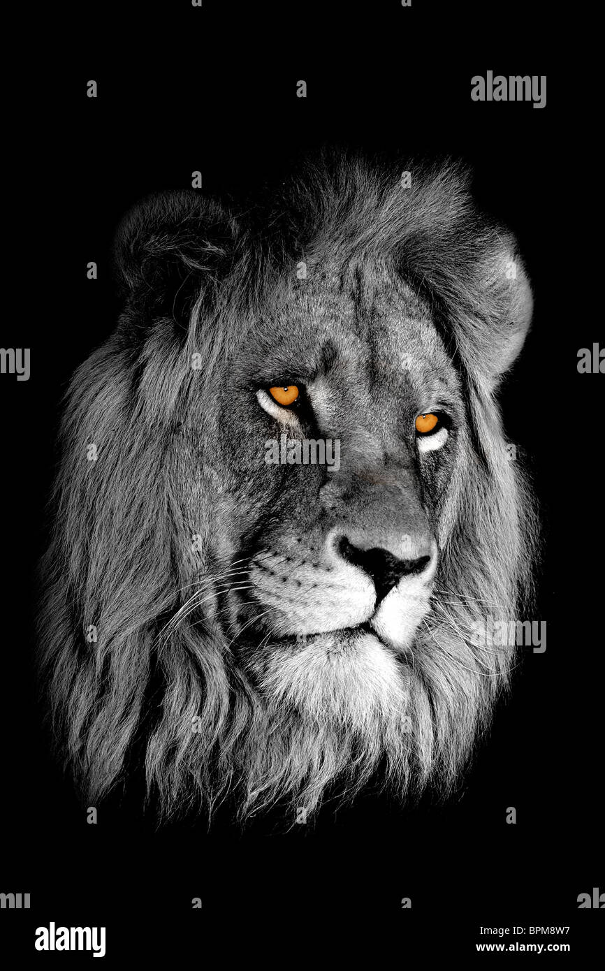 Le Noir Et Blanc Portrait De Lafrican Lion Panthera Leo