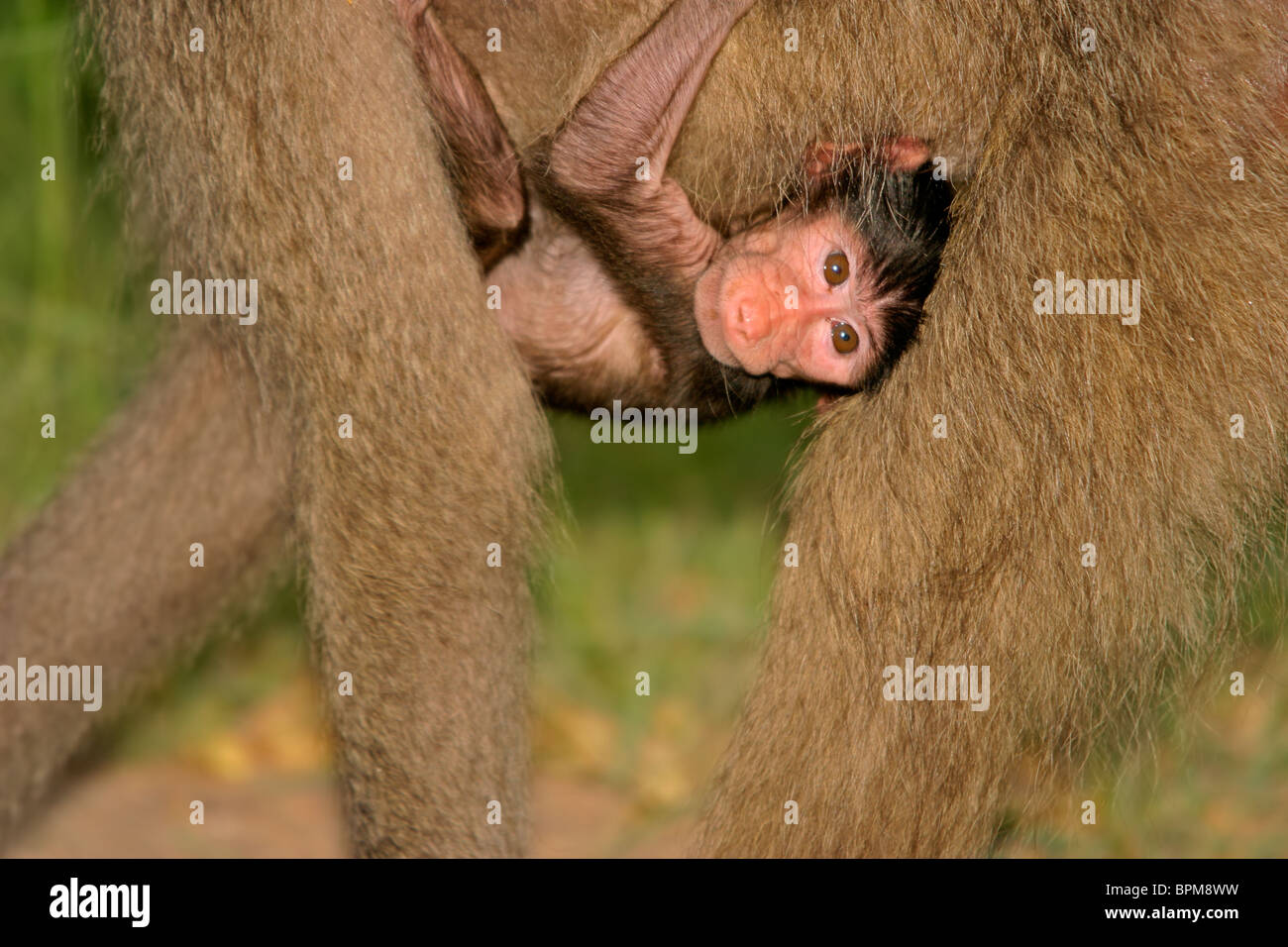 Un bébé babouin Chacma (Papio hamadryas) accroché à sa mère, Kruger National Park, Afrique du Sud Banque D'Images