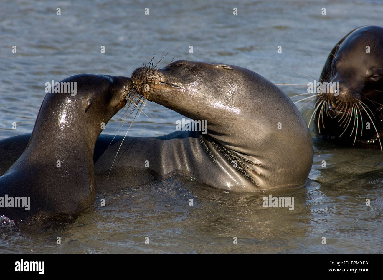 L'Equateur, Galapagos. L'île de Fernandina , Punta Espinosa. Lion de mer des Galapagos, l'élevage de la famille homme, femme & pup. Banque D'Images