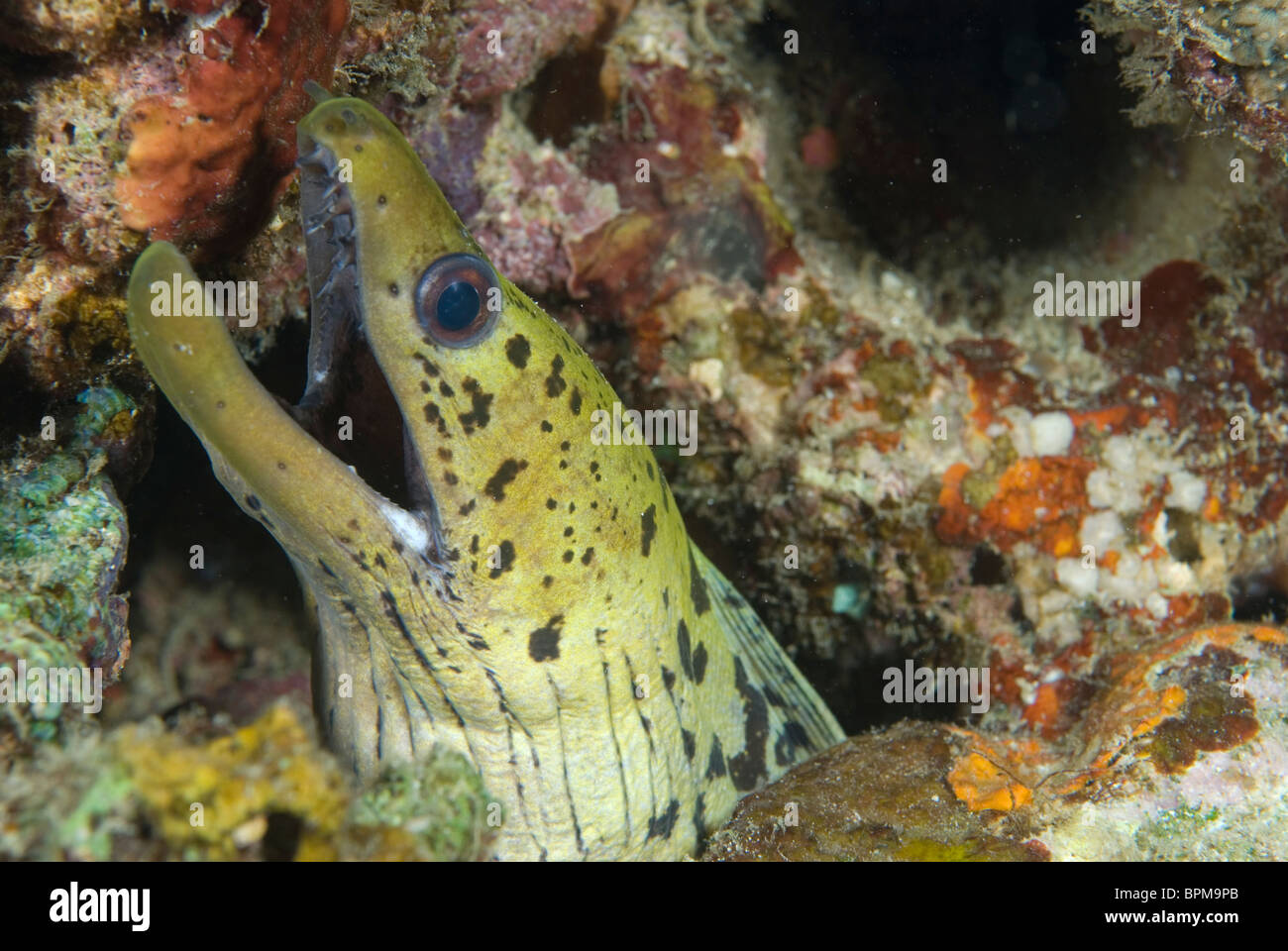 Liséré de la murène Gymnothorax fimbriatus,, Puerto Galera, Philippines, l'océan Pacifique. Banque D'Images