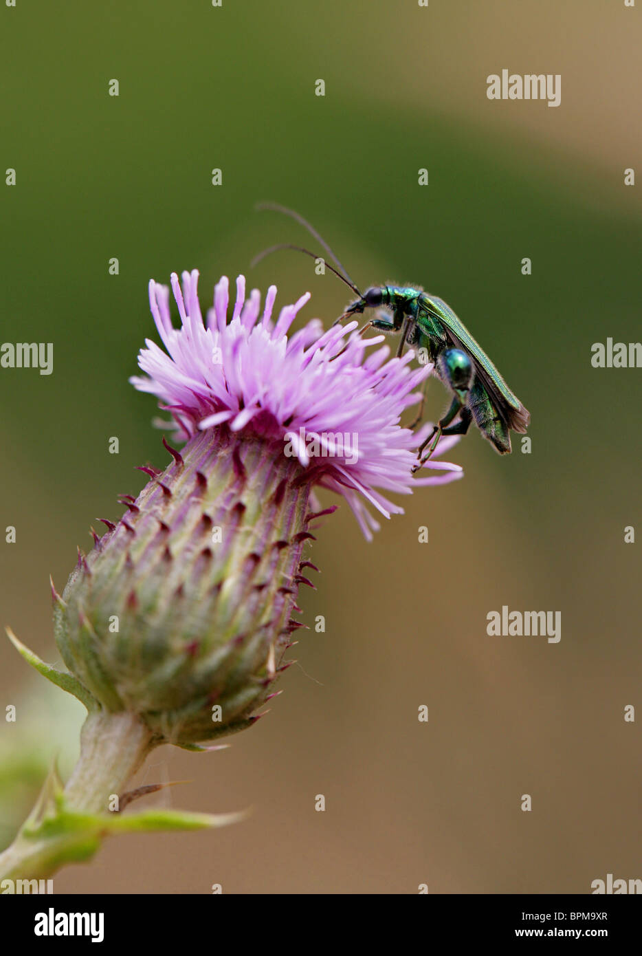 Fleur mâle pattes épaisses Beetle, Oedemera nobilis, Oedemeridae, sur une fleur de chardon. Banque D'Images