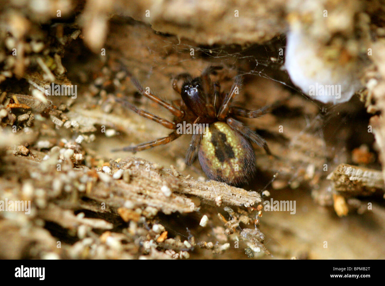 La dentelle, Amaurobius similis Spider palmés, Amaurobiidae, Araneae, arachnides Banque D'Images