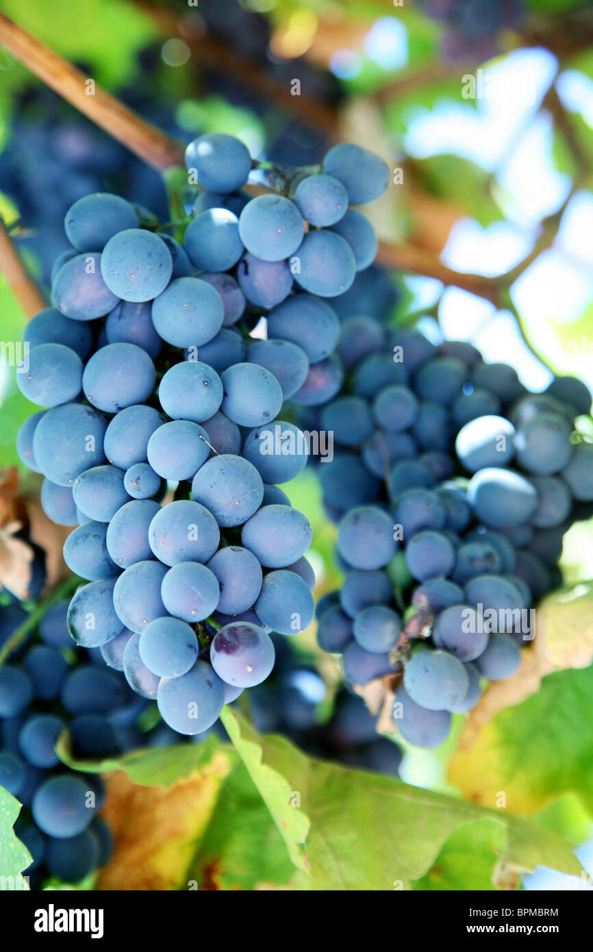 Tas de raisins bleus dans un vignoble Banque D'Images
