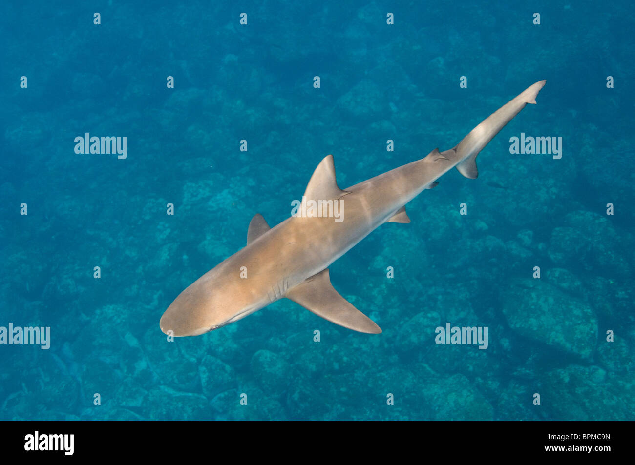 (Carcharhinus galapagensis Requins Galapagos) hors de Wolf Island, îles Galapagos, en Équateur. Banque D'Images