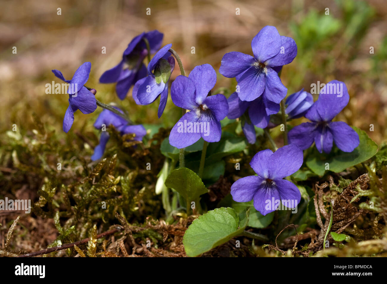 Violette odorante (Viola odorata), plante à fleurs. Banque D'Images