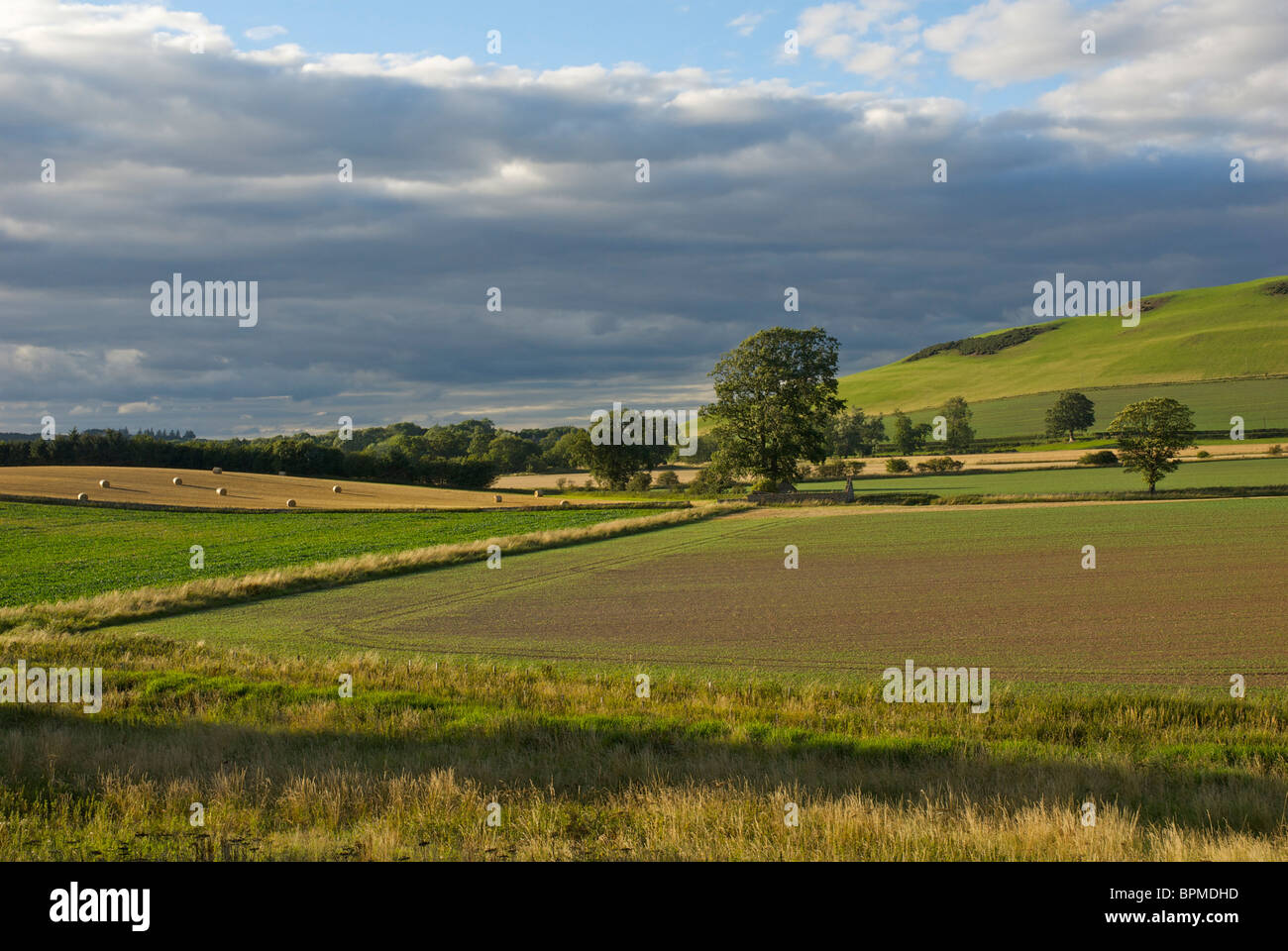 Paysage agricole dans la région des Scottish Borders, UK Banque D'Images