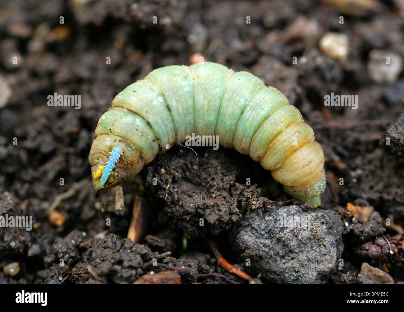 Lime Hawk-moth Caterpillar, Mimas tiliae, Sphinginae, Bombycoidea, lépidoptères. Sur le point de se nymphoser. Banque D'Images