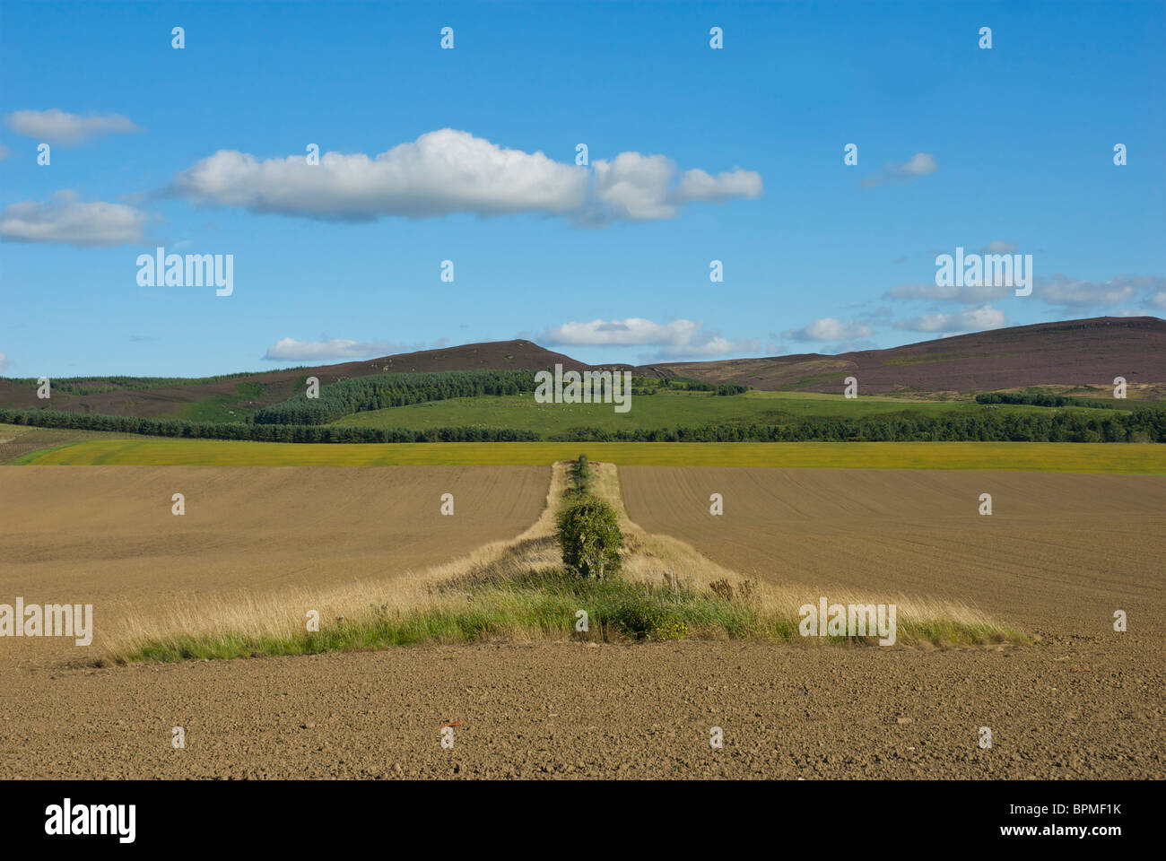 Champ dans la région des Scottish Borders, UK Banque D'Images