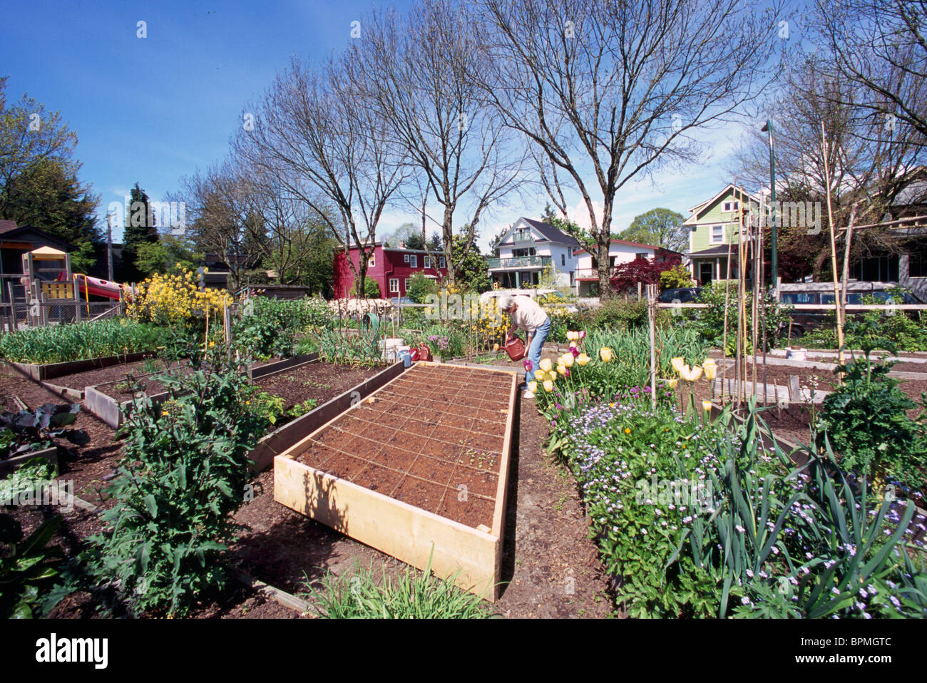 Jardin communautaire, les jardins urbains, Vancouver, BC - Colombie-Britannique, Canada - Ville durable, allotissement Jardinage pied carré Banque D'Images