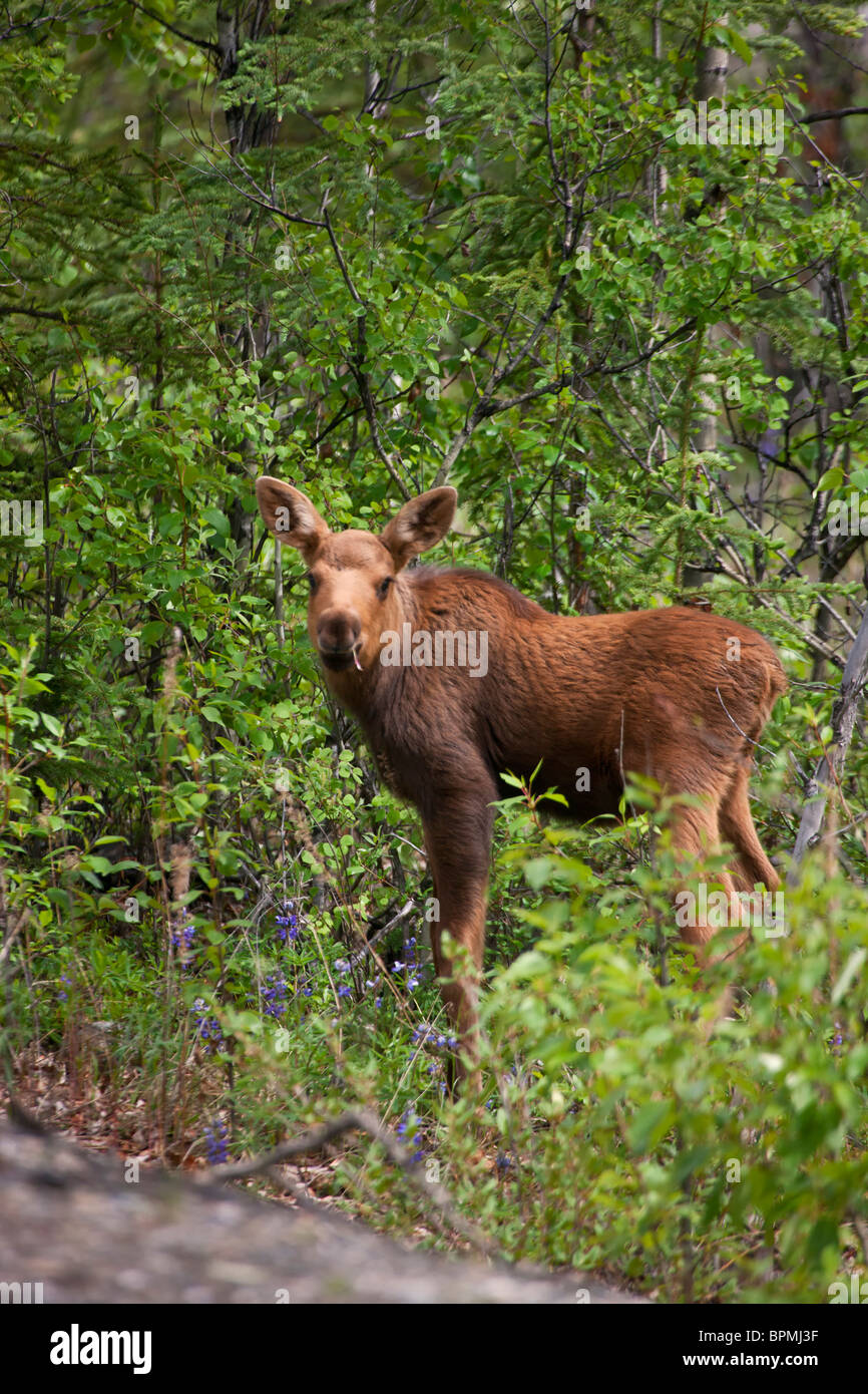 Un jeune veau orignal, le parc national Denali, en Alaska. Banque D'Images