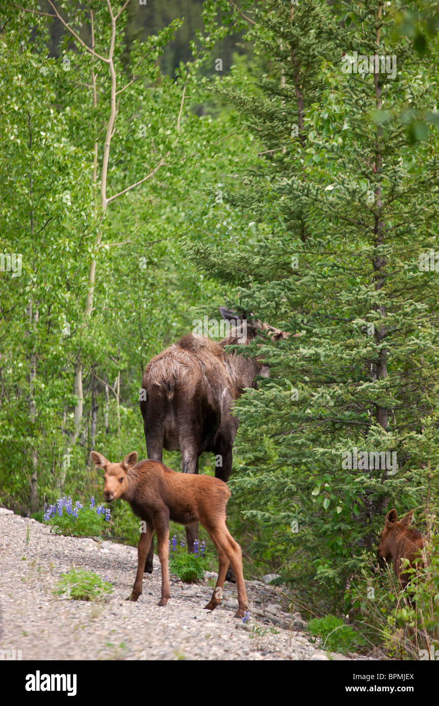 Un orignal femelle avec trois veaux, le parc national Denali, en Alaska. Banque D'Images