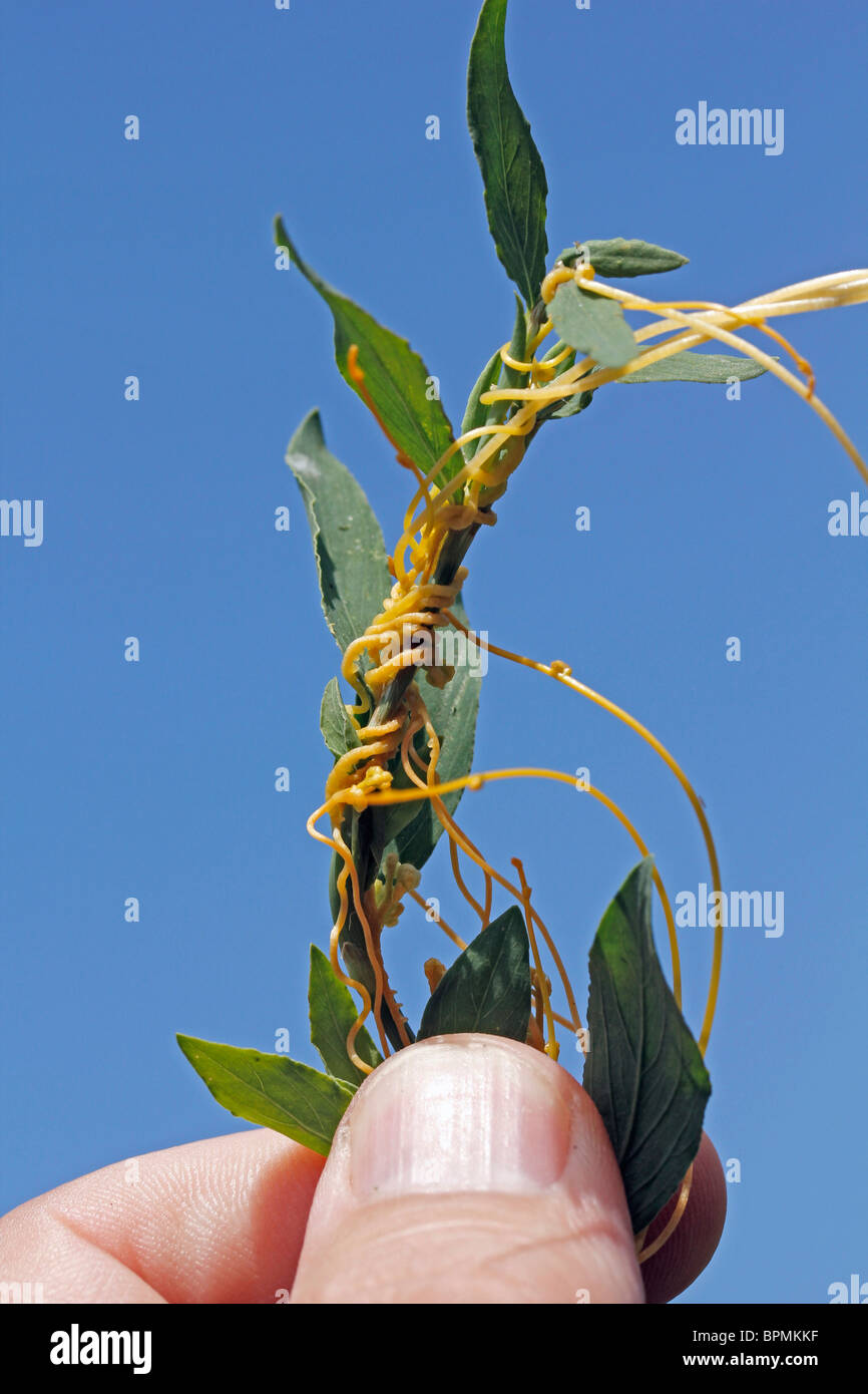 Cuscute. Plante parasite sur l'hôte. Cuscuta sp. Banque D'Images