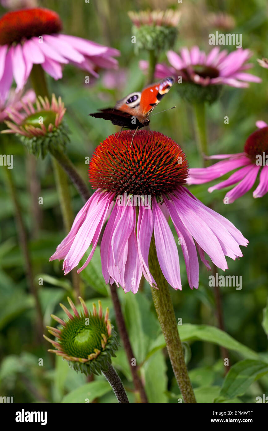 Echinacea 'Rubinstern' et un papillon Paon Banque D'Images