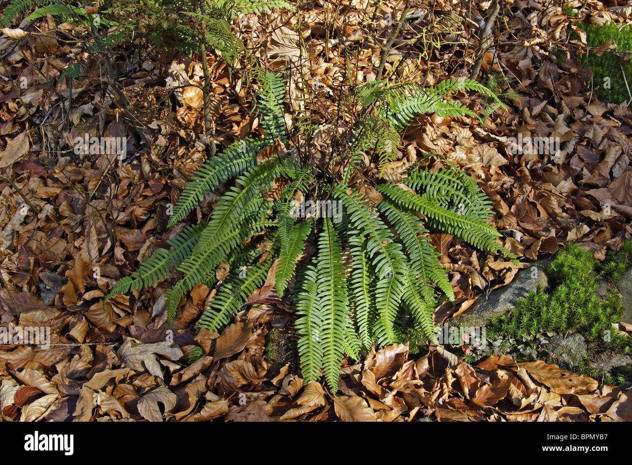 Blechnum, hard fern (Blechnum spicant), sur le sol d'une forêt. Banque D'Images