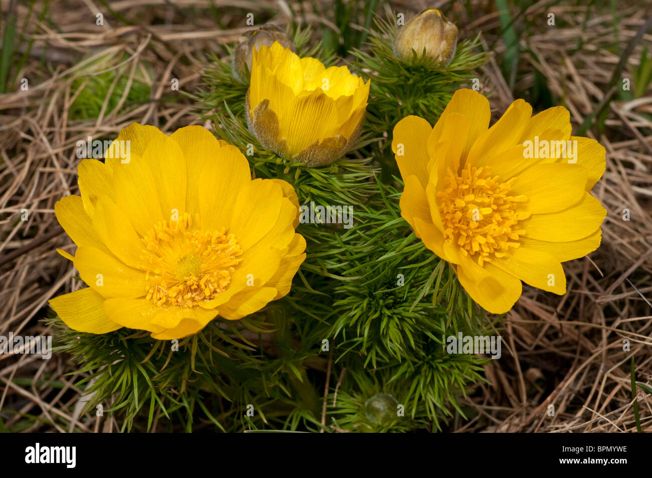 Adonis du printemps, le jaune des yeux Faisans (Adonis vernalis), plante à fleurs. Banque D'Images