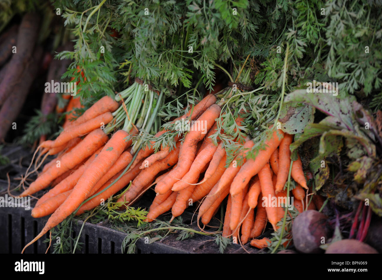Différentes couleurs de carottes biologiques en vente au marché des produits agricoles de Brighton a lieu chaque samedi à North Road UK Banque D'Images