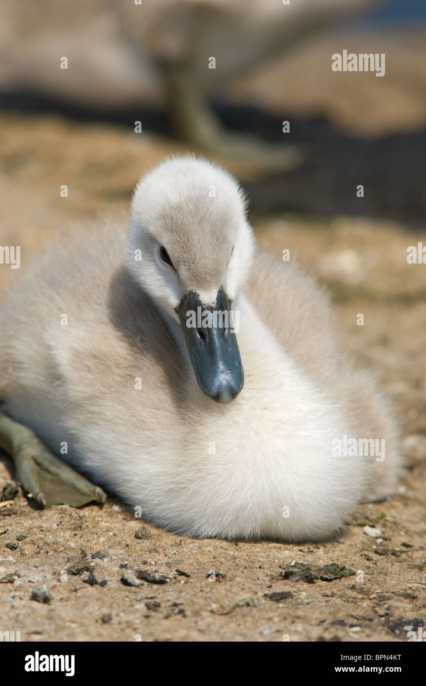 Jeune cygne muet cygnets juste quelques jours Banque D'Images