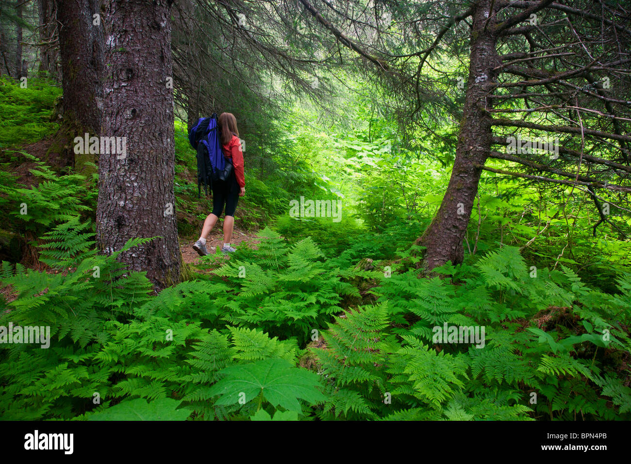 Randonnée sur le sentier de la résurrection, de l'Alaska, la Forêt Nationale de Chugach. Banque D'Images