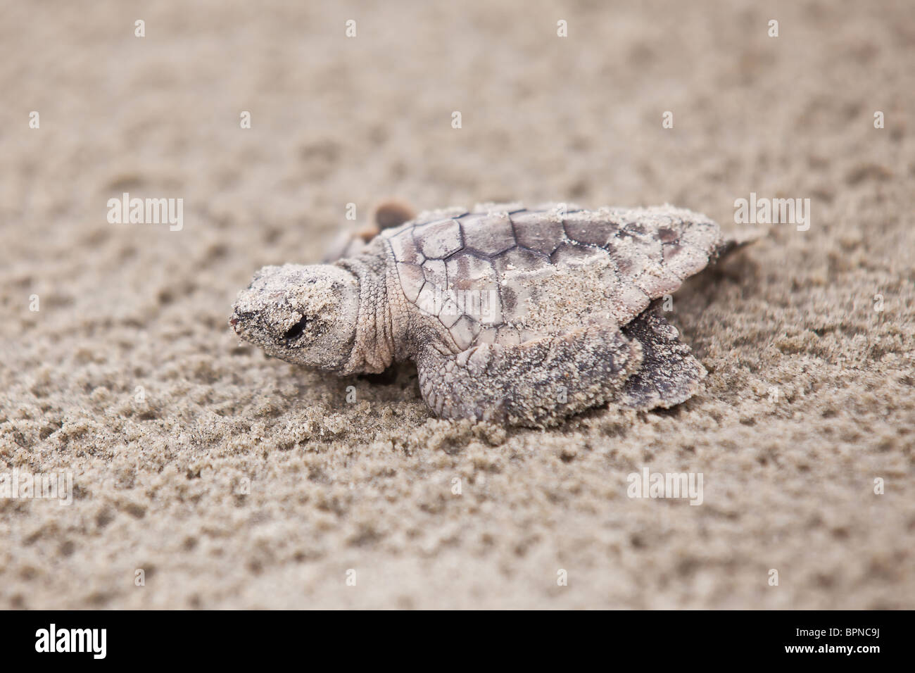 La tortue caouanne se hisse à l'océan Atlantique à l'Isle of Palms, SC. Banque D'Images