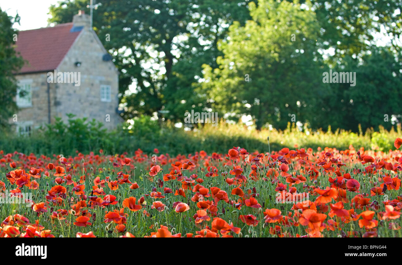 Domaine de coquelicots rouges avec une ancienne ferme en pierre en arrière-plan. Banque D'Images