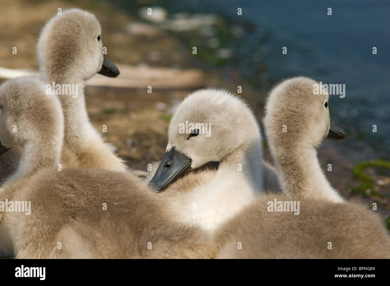 Jeune cygne muet cygnets juste quelques jours Banque D'Images