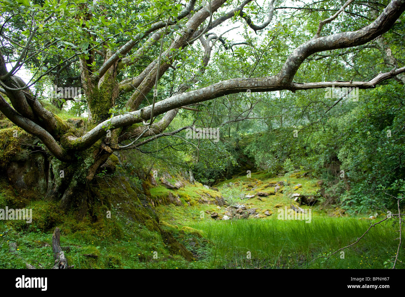 Petite carrière de pierre désaffectée dans les collines au-dessus de Ballachulish repris par la nature. Banque D'Images
