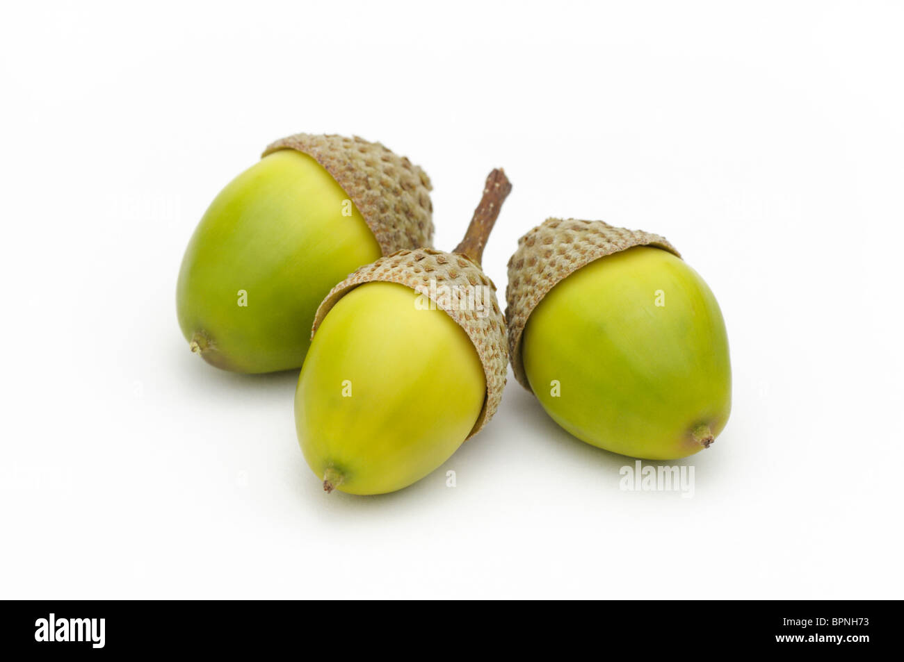 Trois Glands de chêne, Quercus prinus Banque D'Images