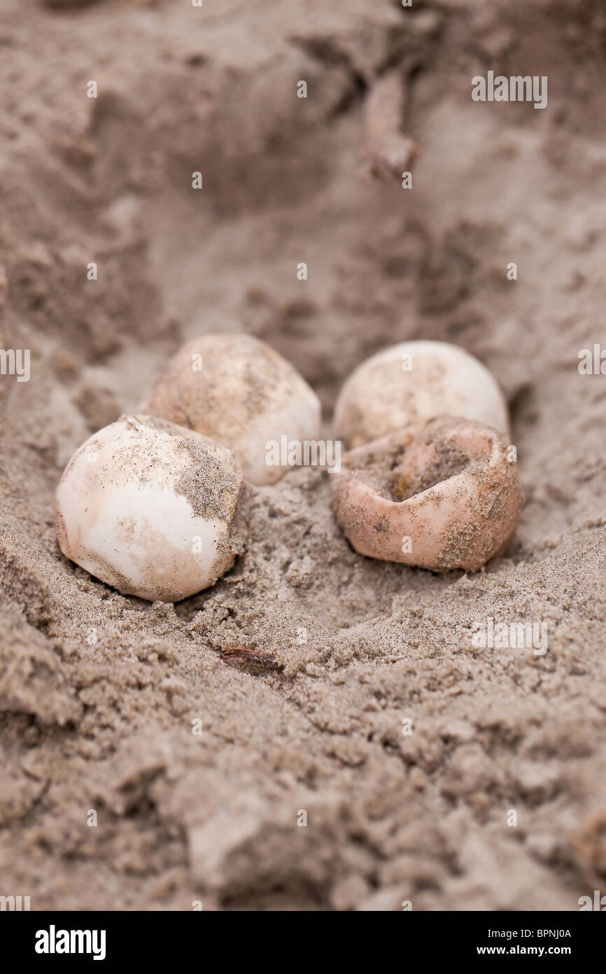 Les œufs non éclos tortue à partir d'une niche le long des dunes de Isle of Palms, SC. Banque D'Images
