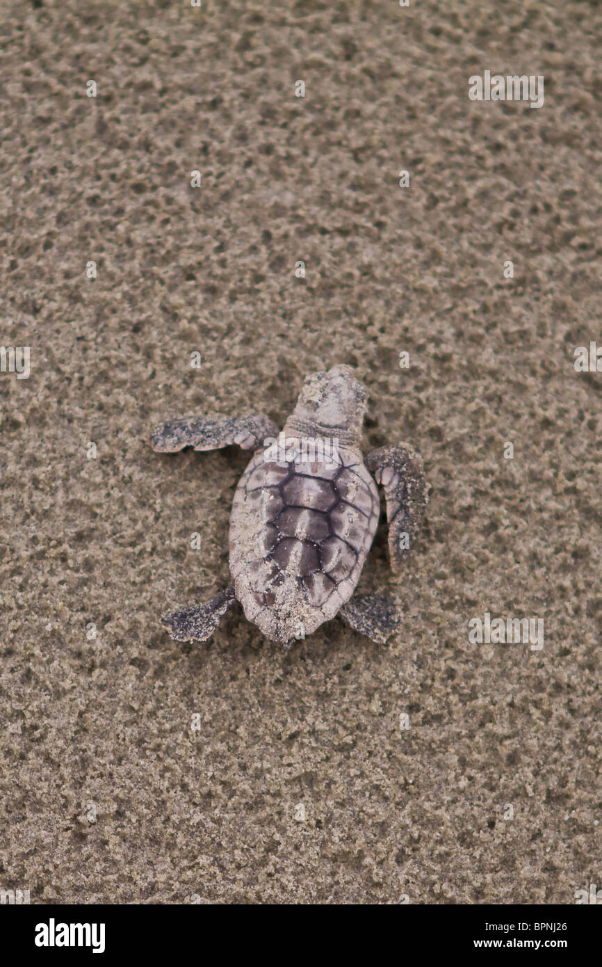 La tortue caouanne se hisse à l'océan Atlantique à l'Isle of Palms, SC. Banque D'Images