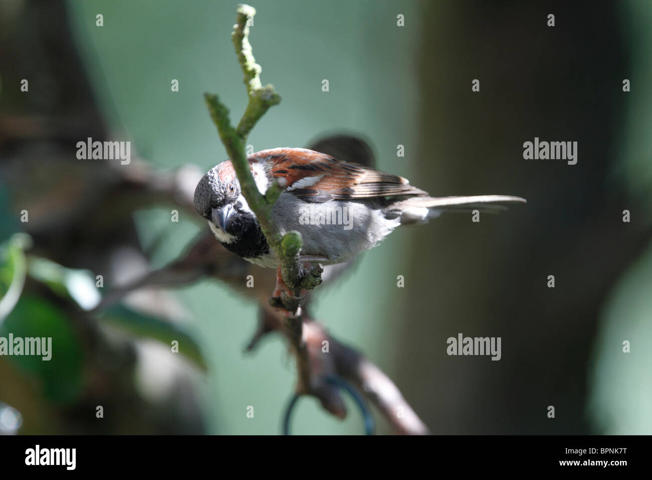 Moineau domestique mâle, Passer domesticus, assis sur la branche d'un pommier, Malus domestica Banque D'Images