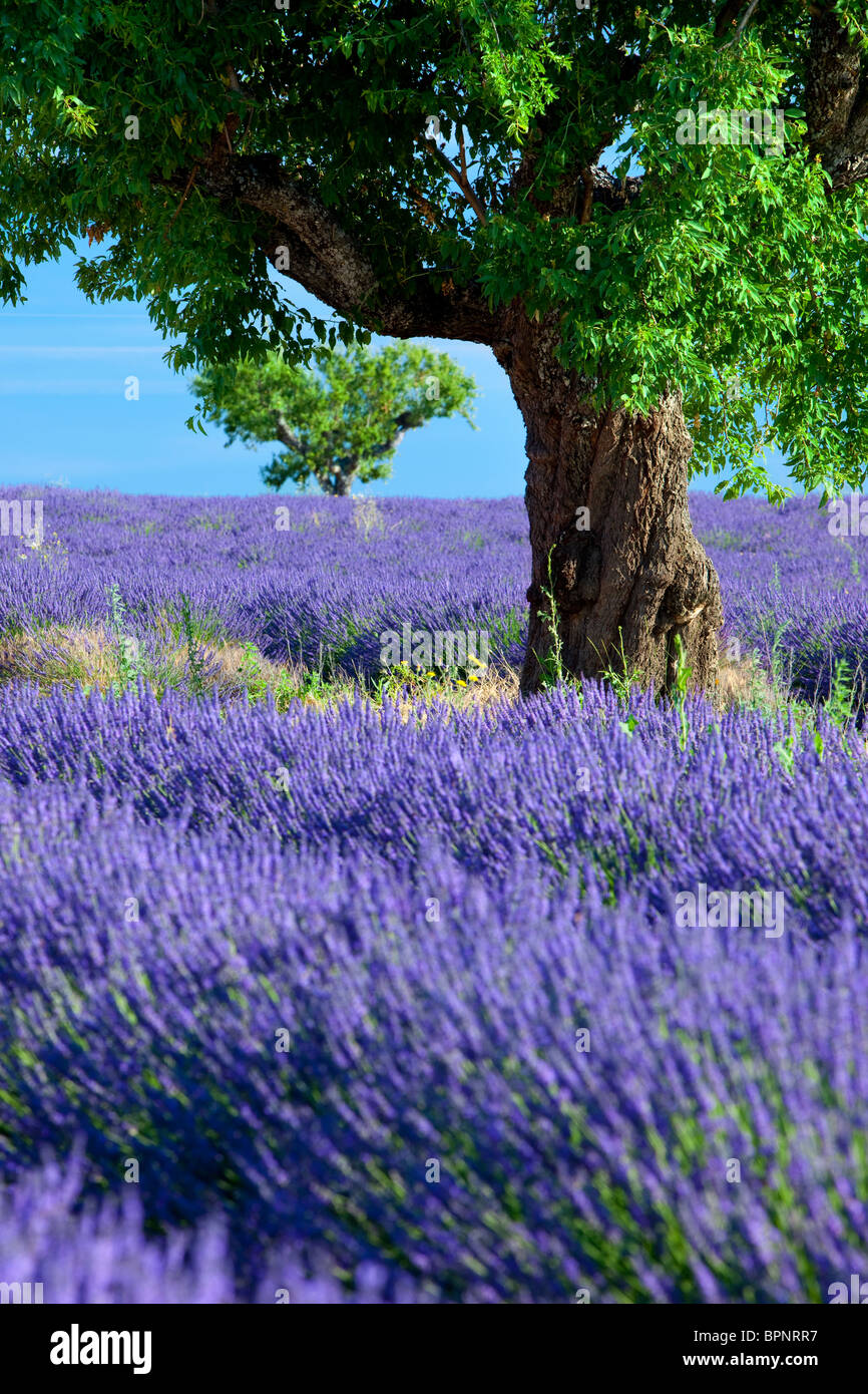 Arbre isolé dans un champ de lavande sur le Plateau de Valensole, Provence France Banque D'Images
