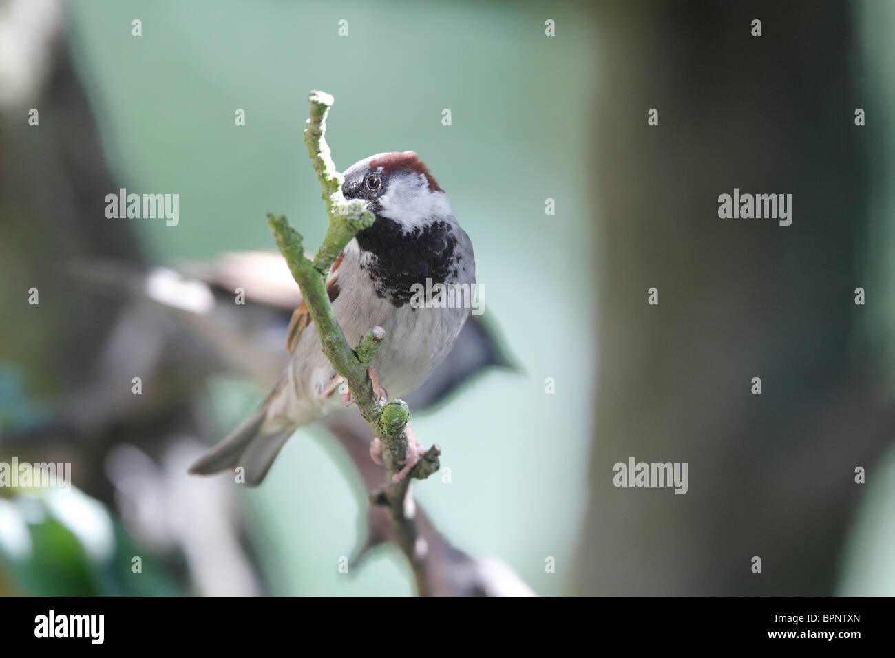 Moineau domestique mâle, Passer domesticus, assis sur la branche d'un pommier, Malus domestica Banque D'Images