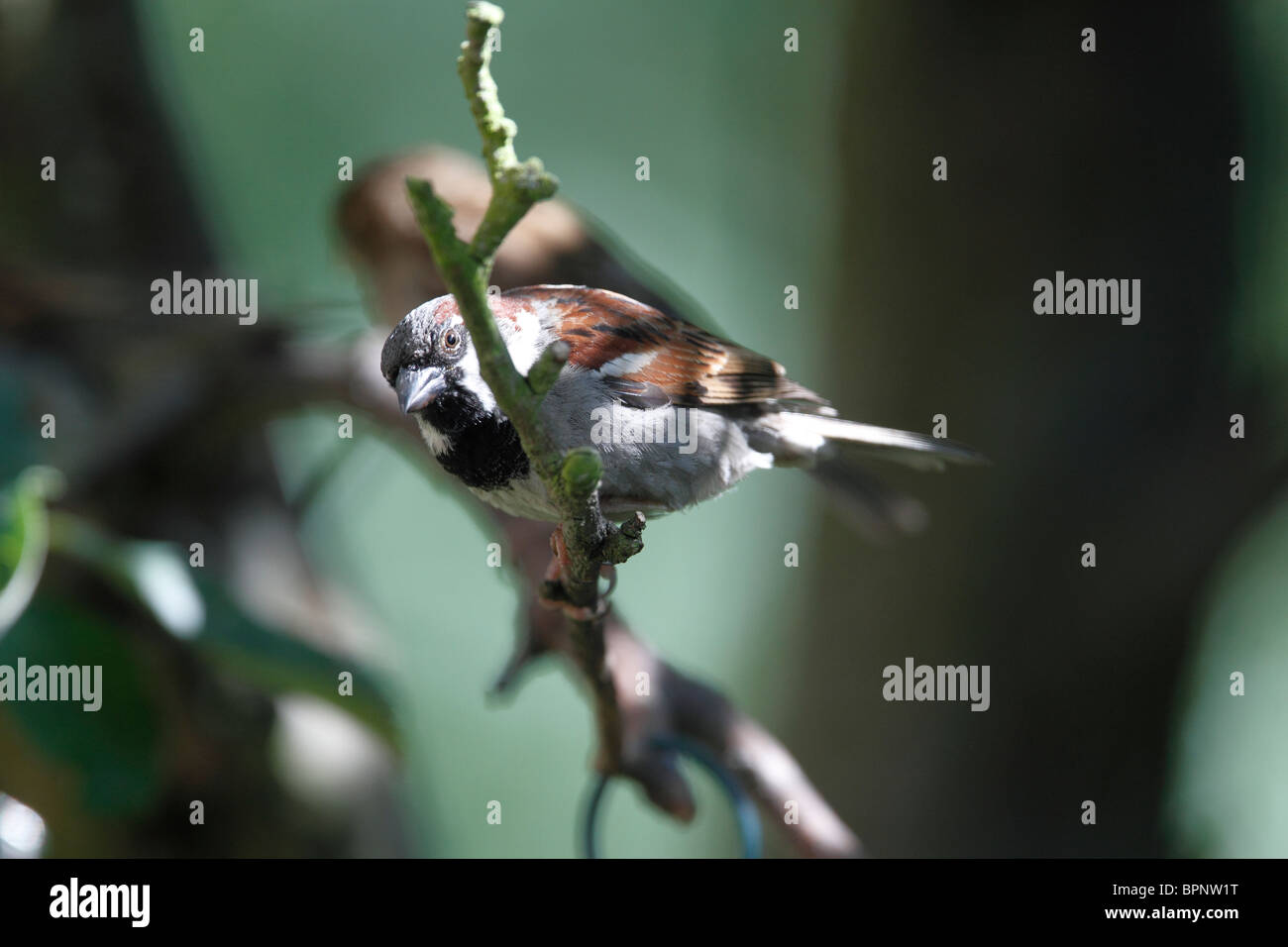 Moineau domestique mâle, Passer domesticus, assis sur la branche d'un pommier, Malus domestica Banque D'Images