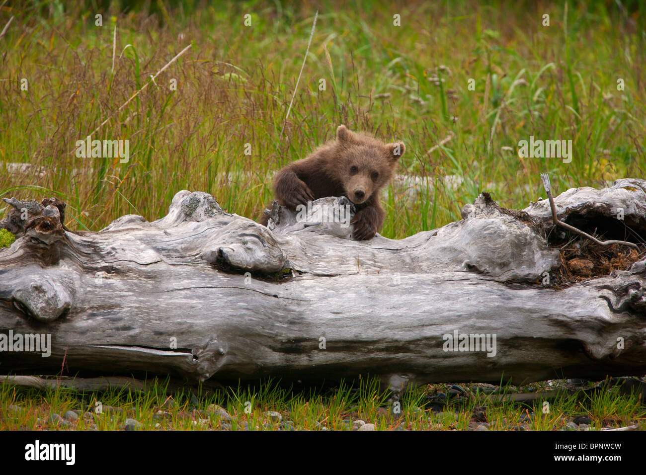 Une couleur brune ou Grizzly Bear cub, Lake Clark National Park, Alaska. Banque D'Images