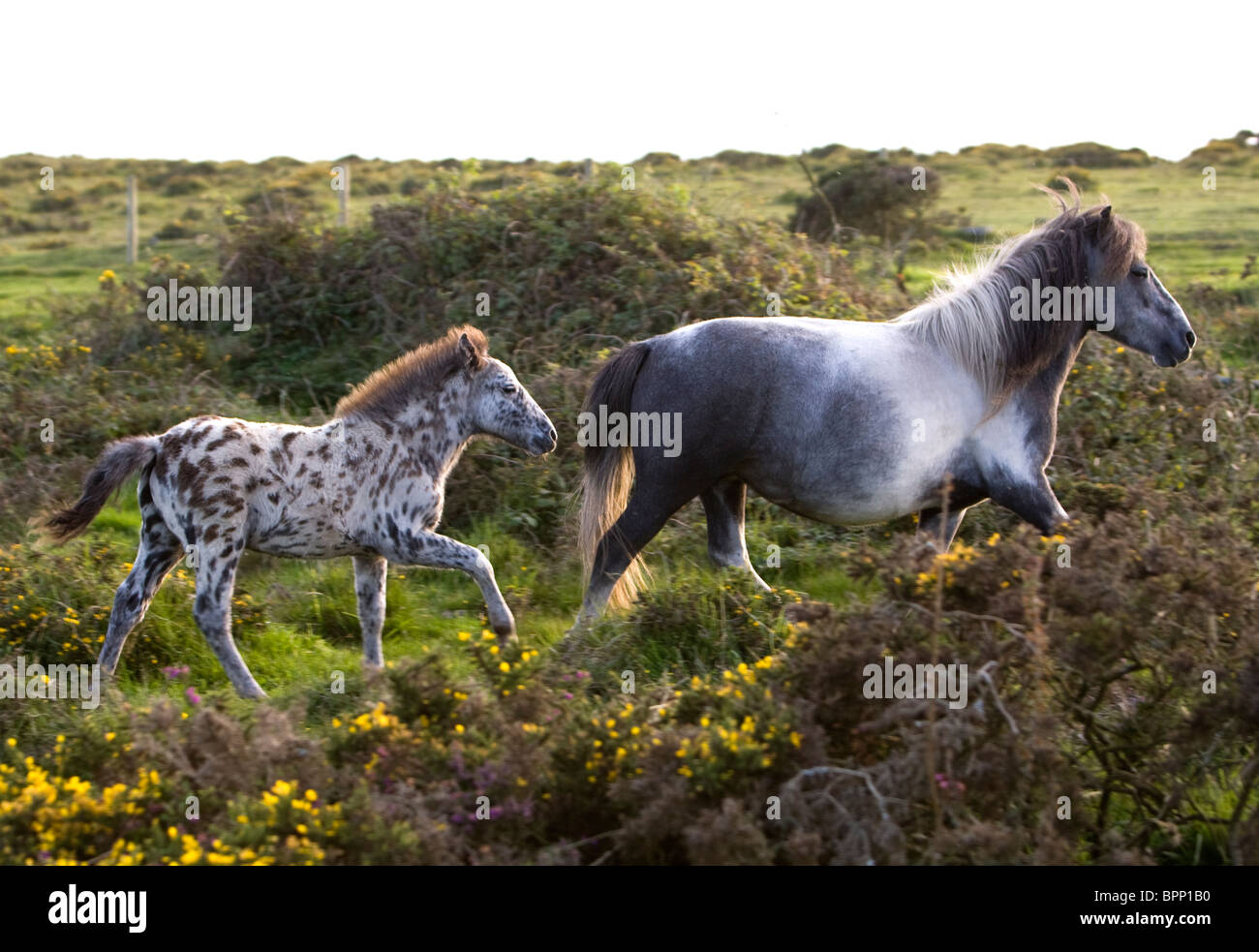 Un poney gris et son poulain s'exécutant sur Bodmin Moor. Banque D'Images