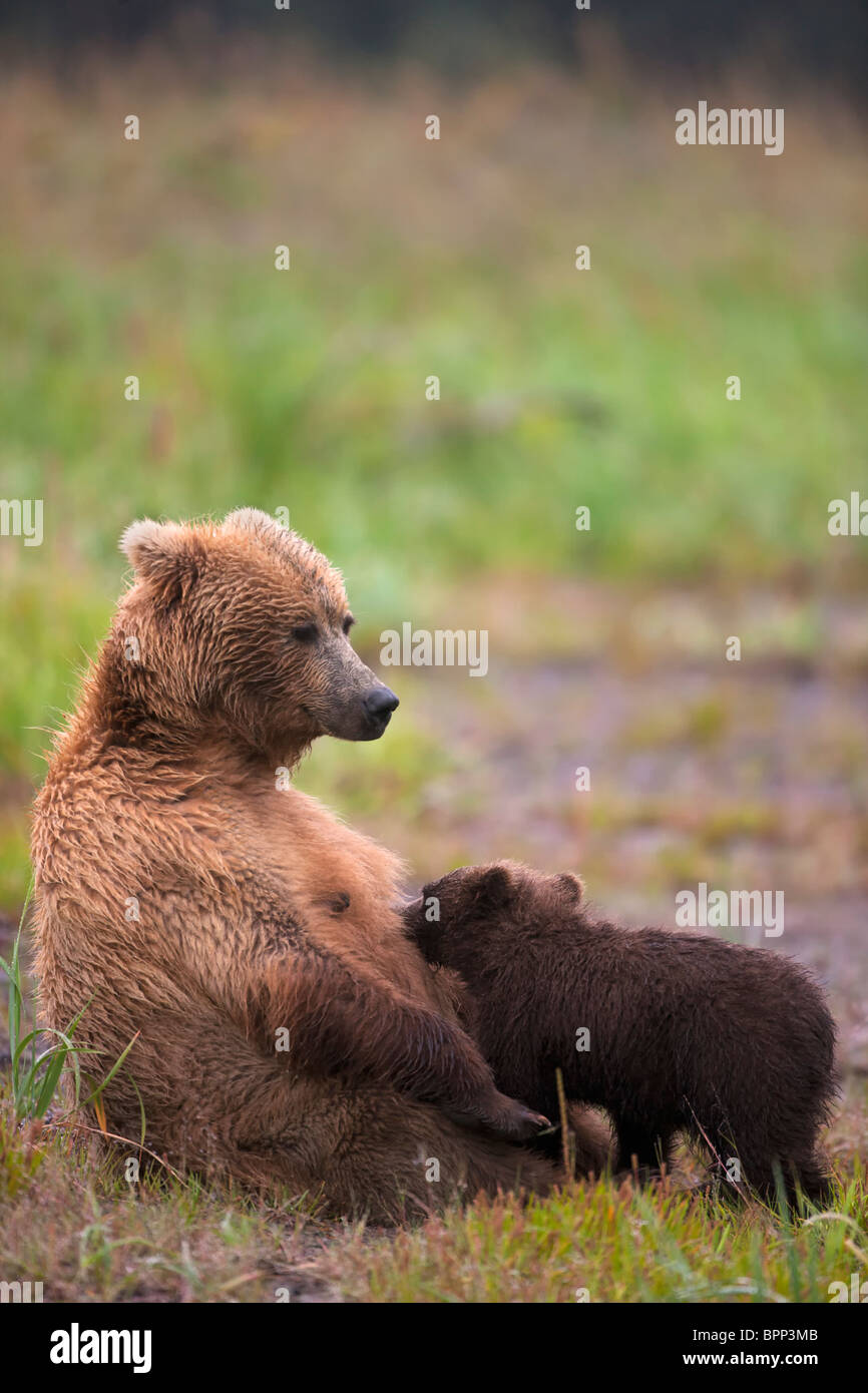 Une couleur brune ou Grizzly Bear cub printemps des infirmières de sa mère, Lake Clark National Park, Alaska. Banque D'Images