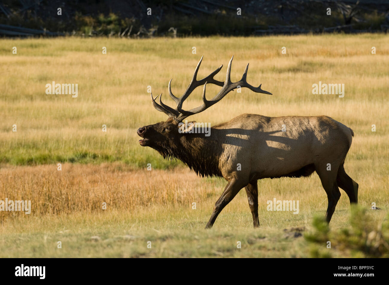Bull Elk brames sur la rivière Madison dans le Parc National de Yellowstone, Wyoming Banque D'Images