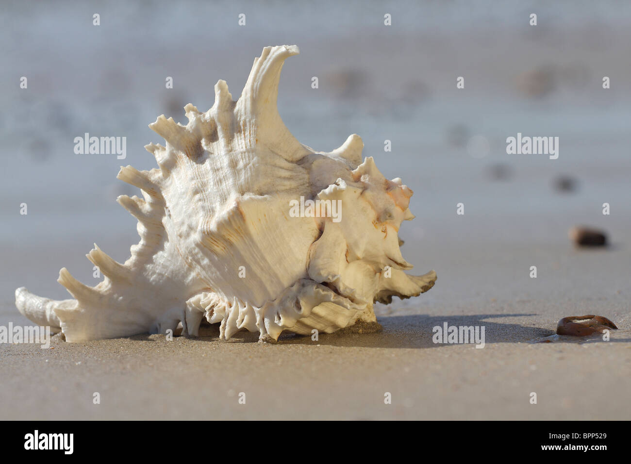 L'Lobatus gigas, initialement connu sous le nom de Strombus gigas, communément appelé le Lambi sur une plage de sable fin Banque D'Images