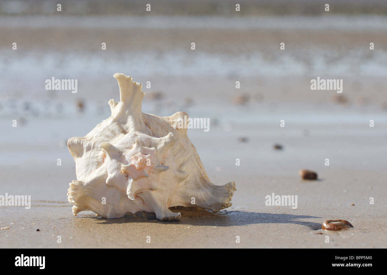 L'Lobatus gigas, initialement connu sous le nom de Strombus gigas, communément appelé le Lambi sur une plage de sable fin Banque D'Images