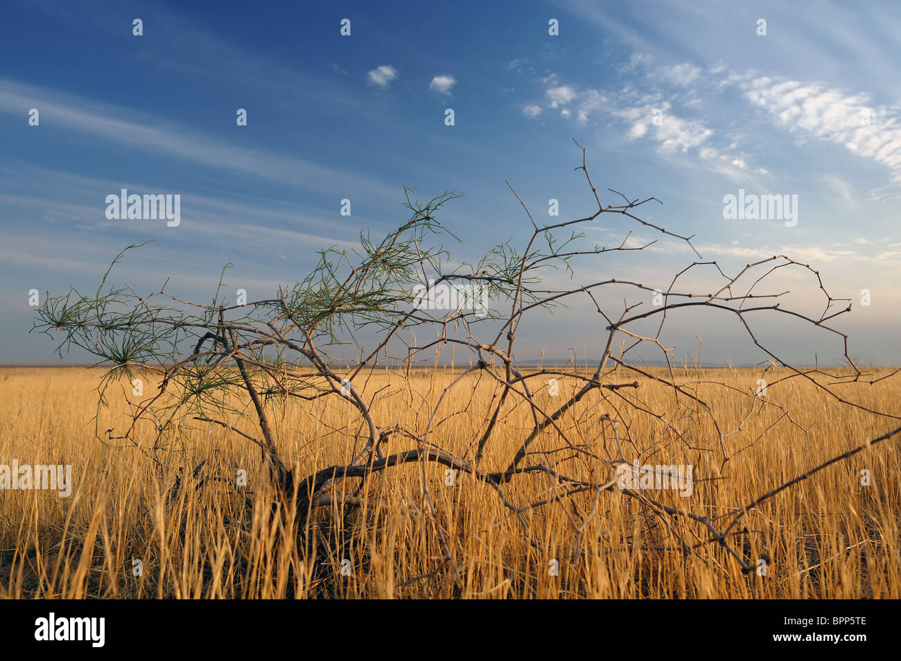Steppe du Kazakhstan en saison sèche. Banque D'Images