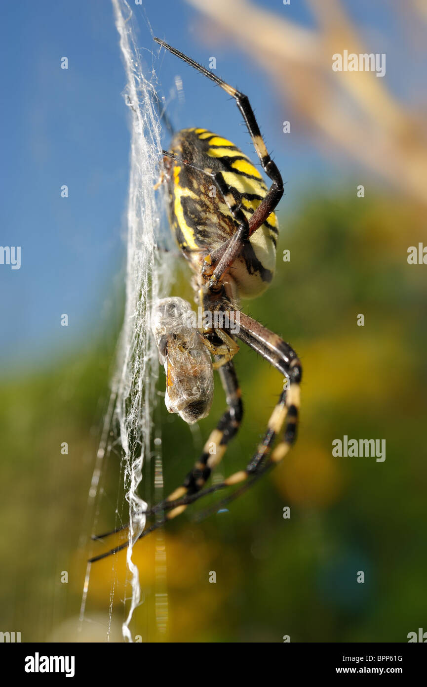 Argiope bruennichi, Wasp avec araignée proie close-up Banque D'Images