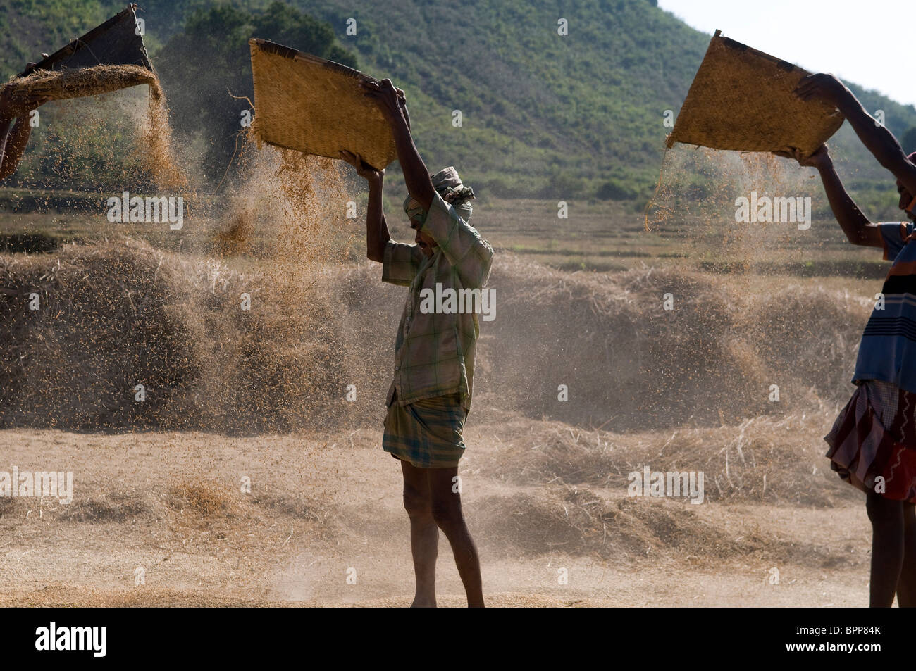 Leurs propres agriculteurs après avoir terminé de paddy de battage et de séchage du riz. Banque D'Images