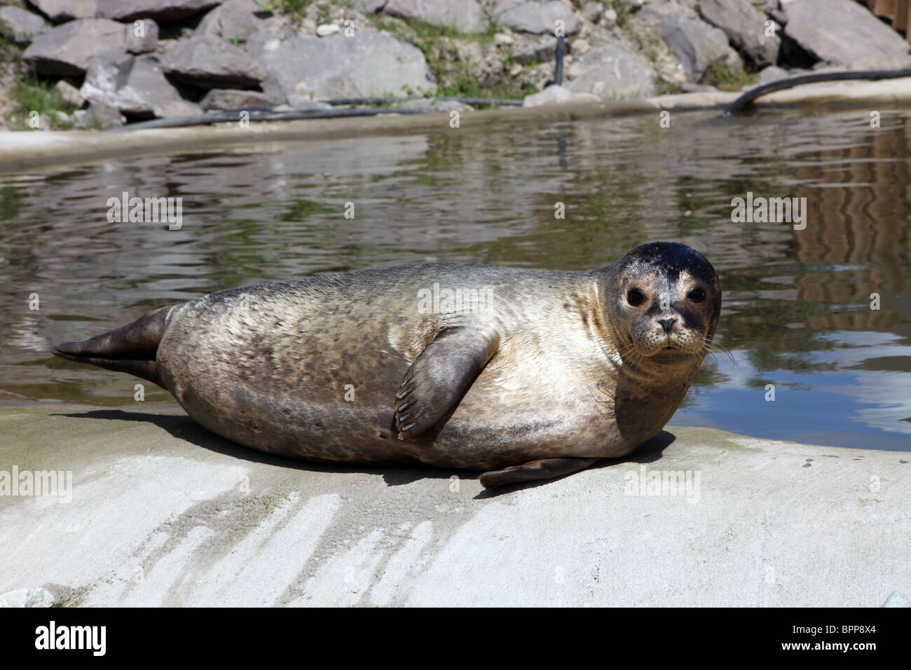 Bébé phoque sauvé, Dingle Seal Sanctuary, péninsule de Dingle, comté de Kerry Banque D'Images